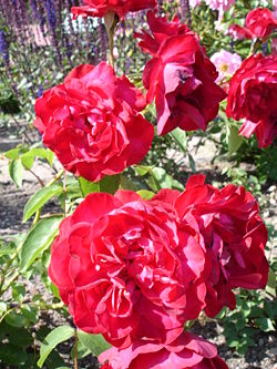 fleurs saint valentin: rose de Chine